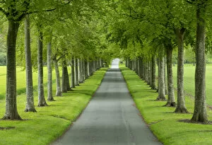 Pathway Collection: Avenue of Beech Trees, near Wimborne, Dorset, England