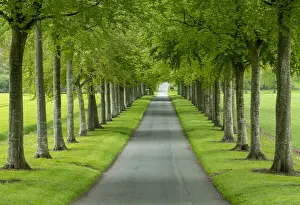 Avenue of Beech Trees, near Wimborne, Dorset, England