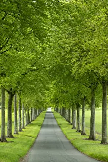 Vertical Prints: Avenue of Beech Trees, near Wimborne, Dorset, England