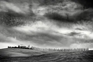 Cypress Trees Prints: Avenue of cypress trees, Poggio Covili