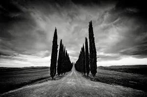 B And W Prints: Avenue of cypress trees, Poggio Covili