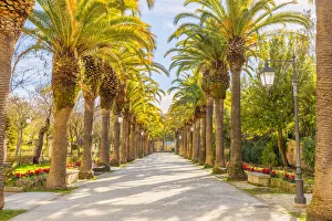 Ragusa Ibla Prints: Avenue lined with palms trees in the public Ibleo Garden, Ragusa Ibla, Ragusa, Sicily
