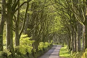 Avenue Gallery: Avenue of mature deciduous trees near Bridestowe, Dartmoor National Park, Devon, England