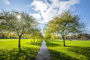 Avenue of trees in Autumn, Jesus Green Park, Cambridge, Cambridgeshire, England