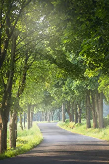 Passage Prints: Avenue of trees, Milesov, Central Bohemia, Czech Republic