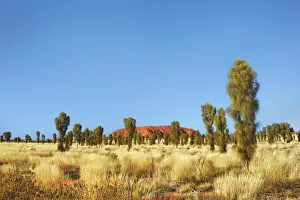 Northern Territory Prints: Ayers Rock with desert oaks - Australia, Northern Territory