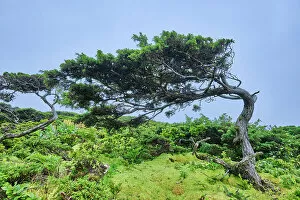Images Dated 9th January 2023: Azores juniper, Cedro-do-Mato (Juniperus brevifolia) and Azorean Heather (Erica azorica)