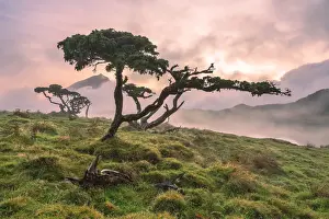 Azores Juniper tree Lagoa do Capitao against Clouds near Mount Pico, Sao Roque do Pico