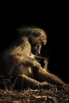 Images Dated 16th September 2022: Baboon, Chobe River, Botswana