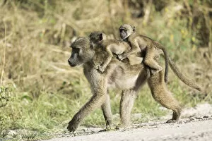 Images Dated 4th January 2021: Baboon (Hamadryas papio) carrying twins, Khwai, Botswana, Africa