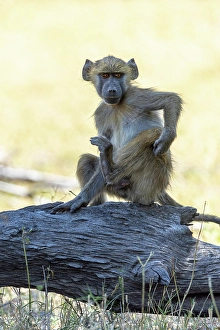 Baby Prints: Baby baboon scratching himself, Okavango Delta, Botswana