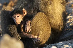 Baby Chacma Baboon, Chobe River, Chobe National Park, Botswana