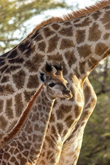 Baby Prints: Baby Giraffe with mother, Okavango Delta, Botswana