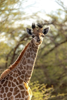 Baby Prints: Baby Giraffe, Okavango Delta, Botswana