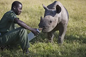 Images Dated 10th March 2008: Baby Rhino, Lewa Wildlife Conservancy, Kenya