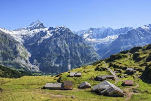 Images Dated 1st September 2021: Bachlager Alp near First with Schreckhorn and Fiescherhorn, Grindelwald, Berner Oberland