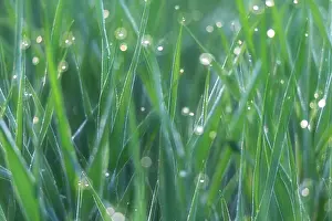 Crop Prints: Backlit morning dew on the grass with the first light of the day in the Val d'Orcia