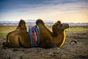 Bactrian camel near Singing Sand Dunes at Khongoryn Els in the Gobi Desert, Mongolia