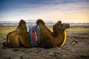 Dune Gallery: Bactrian camel near Singing Sand Dunes at Khongoryn Els in the Gobi Desert, Mongolia