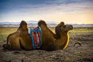 Dune Prints: Bactrian camel near Singing Sand Dunes at Khongoryn Els in the Gobi Desert, Mongolia