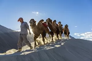 Peter Adams Gallery: Bactrian or double humped camels, Nubra Valley, Ladakh, India