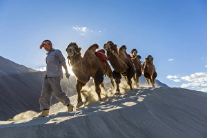 Peter Adams Gallery: Bactrian or double humped camels, Nubra Valley, Ladakh, India