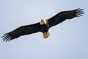 Eagle Prints: A bad eagle in flight in the Great Bear Rainforest, British Columbia, Canada