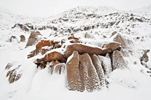 Images Dated 14th June 2023: Badlands in winter East Coulee (near Drumheller), Alberta, Canada