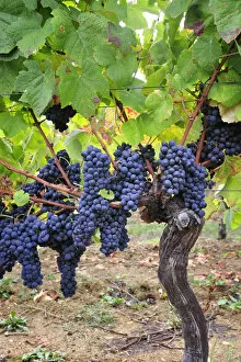 Images Dated 5th January 2015: Baga, a traditional grape variety from Bairrada wine region. Sao Lourenco do Bairro