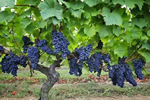 Baga, a traditional grape variety from Bairrada wine region. Sao Lourenco do Bairro
