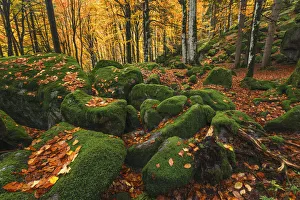 Leaf Prints: Bagni di Masino forest in Autumn time, Val Masino, Sondrio province, Valtellina, Lombardy