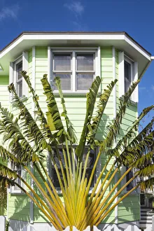 Bahamas, Abaco Islands, Green Turtle Cay, New Plymouth, Palm in garden of house