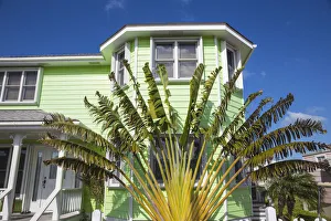Bahamas, Abaco Islands, Green Turtle Cay, New Plymouth, Palm in garden of house