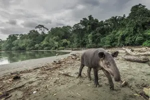 Costarica Prints: Baird's tapir (Tapirus bairdii) in Corcovado National Park, Costa Rica