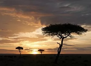 Masai Mara Game Reserve Collection: Balanites trees silhouetted against a setting sun in
