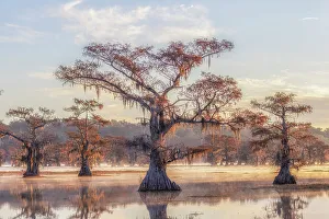 Q2 2023 Collection: Bald cypress in autumn colors in Caddo Lake, Texas, USA