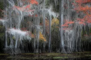 Basin Collection: Bald cypress in Autumn Colors, Lake Caddo, Texas, USA