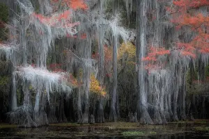 Atchafalaya Prints: Bald cypress in Autumn Colors, Lake Caddo, Texas, USA