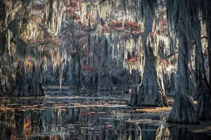 Bald cypress in Autumn Colors, Lake Caddo, Texas, USA