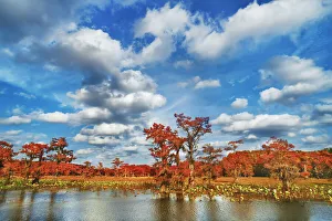 Uncertain Prints: Bald cypress in autumn colors with spanish moss - USA, Texas, Marion, Caddo Lake, West