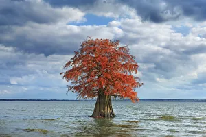 Louisiana Prints: Bald cypress in autumn colors - USA, Louisiana, Caddo, Caddo Lake, Ferry Lake