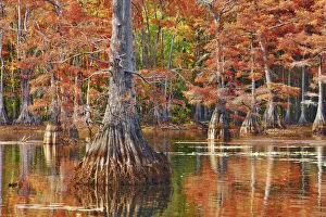 Caddo Prints: Bald cypress in autumn colors - USA, Louisiana, Caddo, Caddo Lake, Trees, Stacy Landing