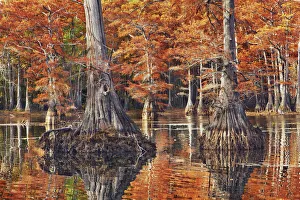 Louisiana Prints: Bald cypress in autumn colors - USA, Louisiana, Caddo, Caddo Lake, Trees, Stacy Landing