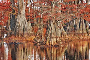 Caddo Prints: Bald cypress in autumn colors - USA, Louisiana, Caddo, Caddo Lake, Trees, Stacy Landing