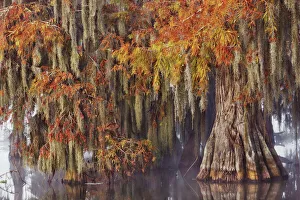 Lichen Prints: Bald cypress in autumn colours - USA, Louisiana, St. Martin, Lake Martin