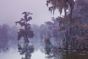 Lichen Prints: Bald cypress in fog - USA, Louisiana, St. Martin, Lake Martin