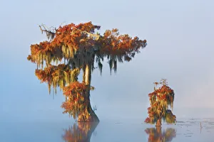 Lichen Prints: Bald cypress in fog - USA, Louisiana, St. Martin, Lake Martin