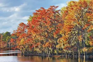 Lichen Prints: Bald cypress forest in autumn colors with spanish moss - USA, Texas, Marion, Caddo Lake