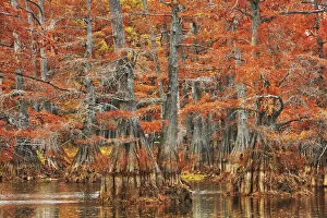 Louisiana Collection: Bald cypress forest in autumn colors - USA, Louisiana, Caddo, Caddo Lake, Trees