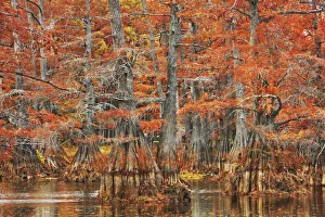 Louisiana Prints: Bald cypress forest in autumn colors - USA, Louisiana, Caddo, Caddo Lake, Trees